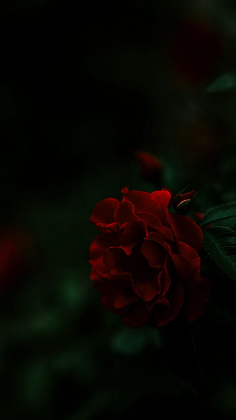 Red rose , flower, red rose, dark, HD phone wallpaper
