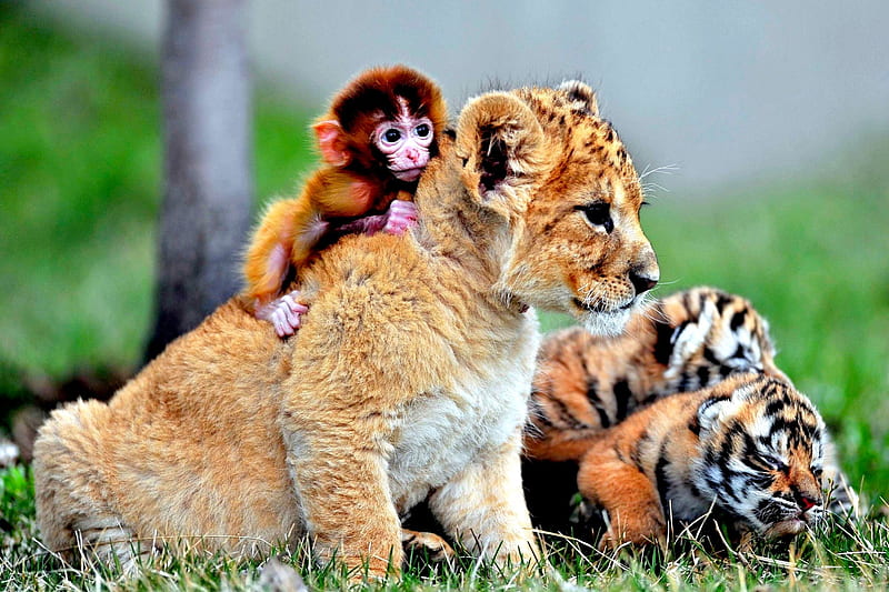LITTLE FRIENDS, Baby, Lion, Cub, Cubs, Tigers, Monkey, HD wallpaper