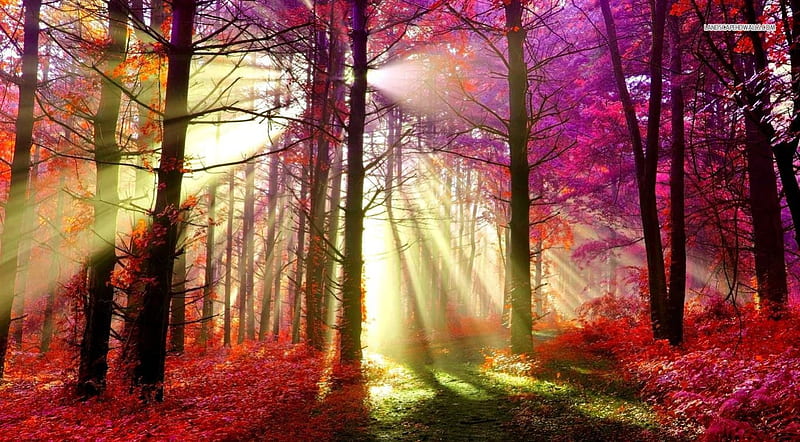 Sun Shining through Red Autumn Forest, sun rays, nature, sunshine, forests, trees, red trees, HD wallpaper