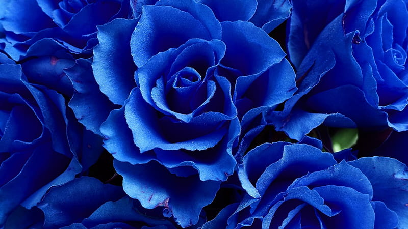 Closeup View Of Bunch Of Blue Rose Flowers Blue Aesthetic, HD wallpaper