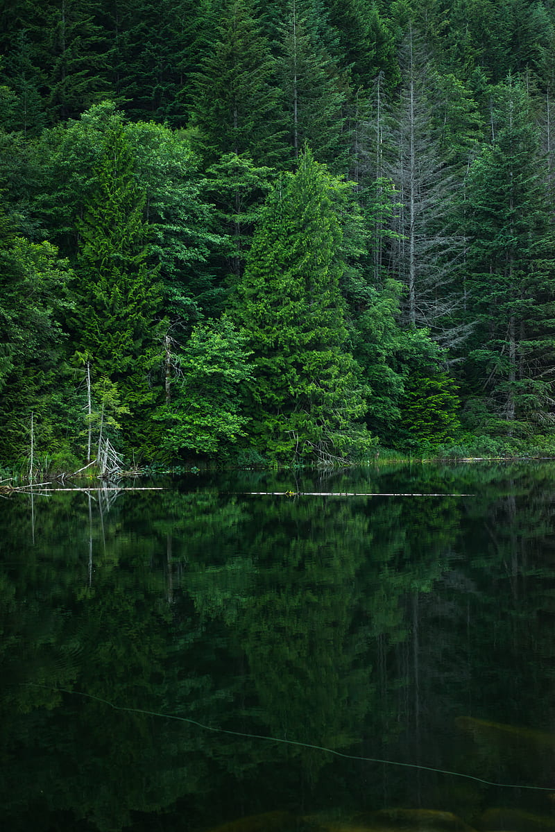 grey calm body of water near green leaf trees at daytime, HD phone wallpaper