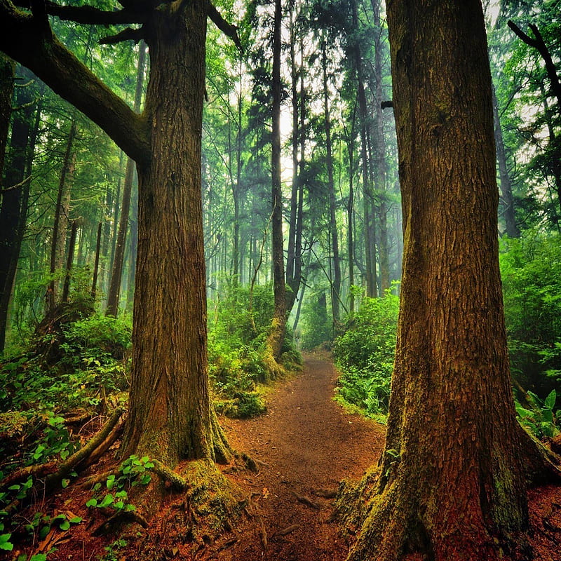 Path forest, bonito, cute, look, nice, HD phone wallpaper | Peakpx