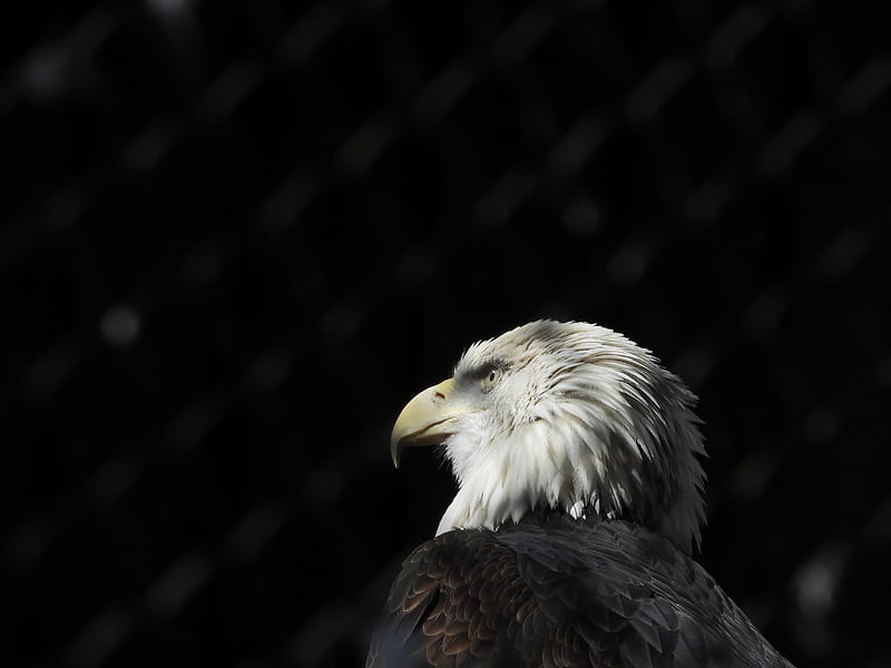 bald eagle, eagle, bird, beak, feathers, predator, HD wallpaper