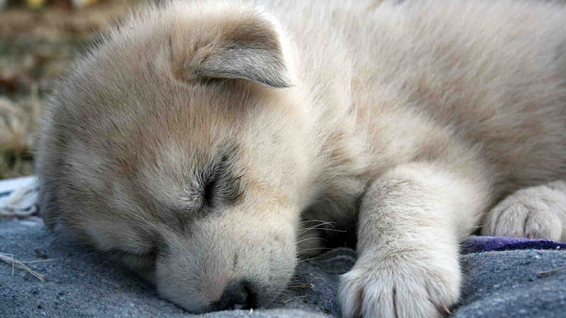 Animals Puppies Sleeping Baby Wolves Wolf Cub [] for your , Mobile & Tablet. Explore Baby Wolf . Wolf Border , Cute Baby Wolf, HD wallpaper
