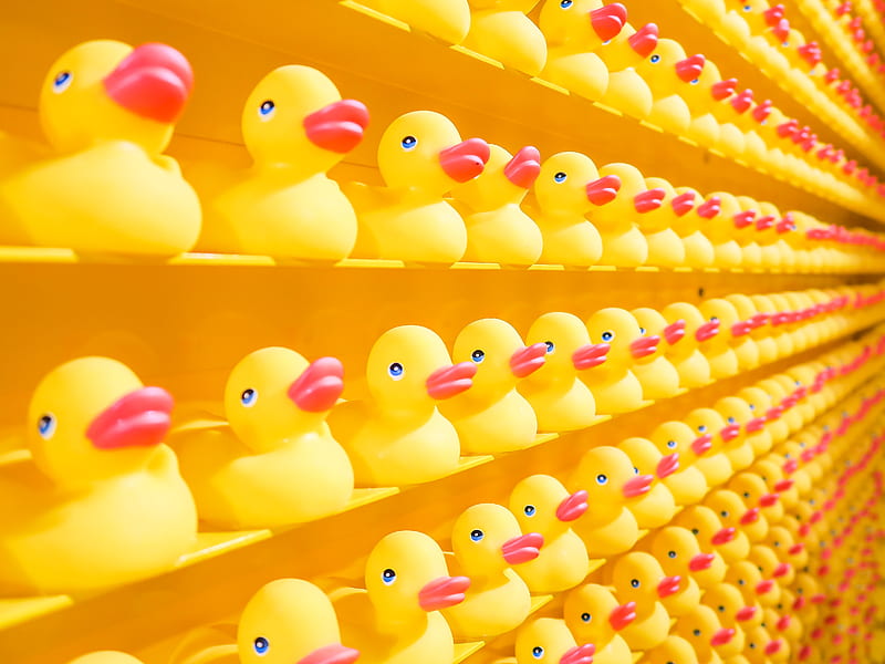 yellow rubber ducks, HD wallpaper