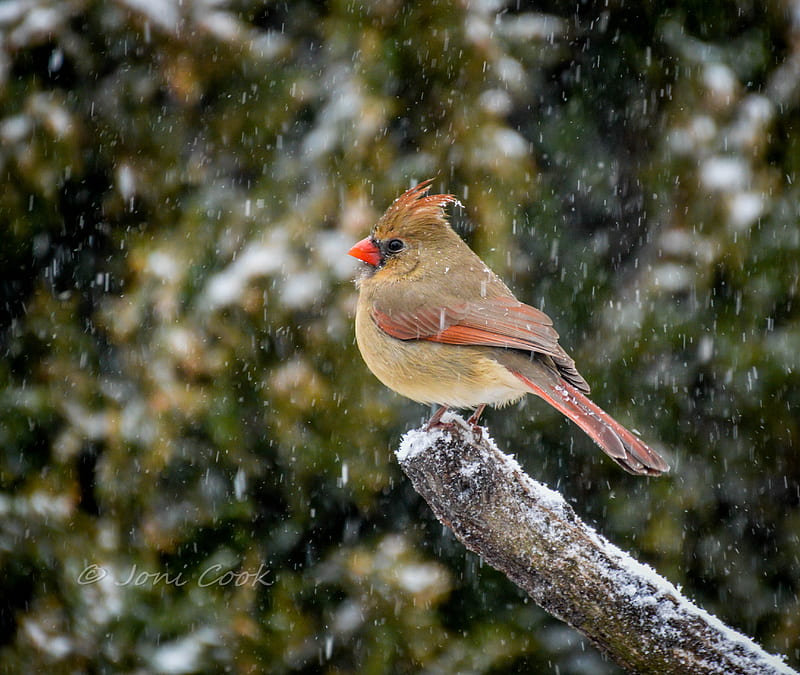 Cardinal, bird, female, HD wallpaper