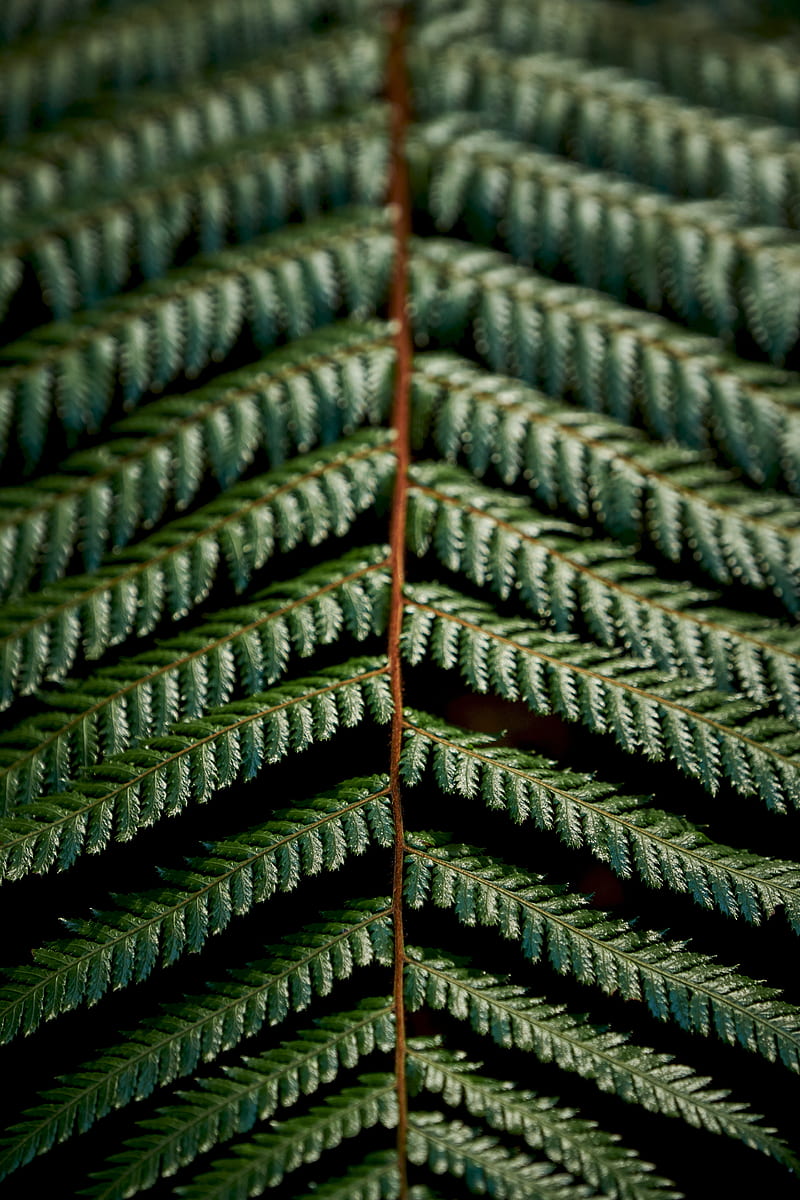 fern, leaves, green, carved, macro, branch, plant, HD phone wallpaper