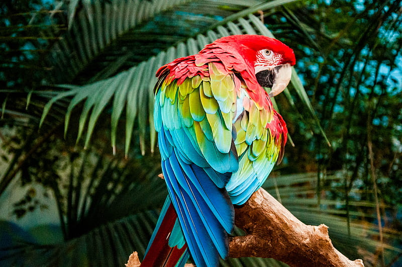 Macaw Colorful Bird , macaw, parrot, birds, colorful, HD wallpaper