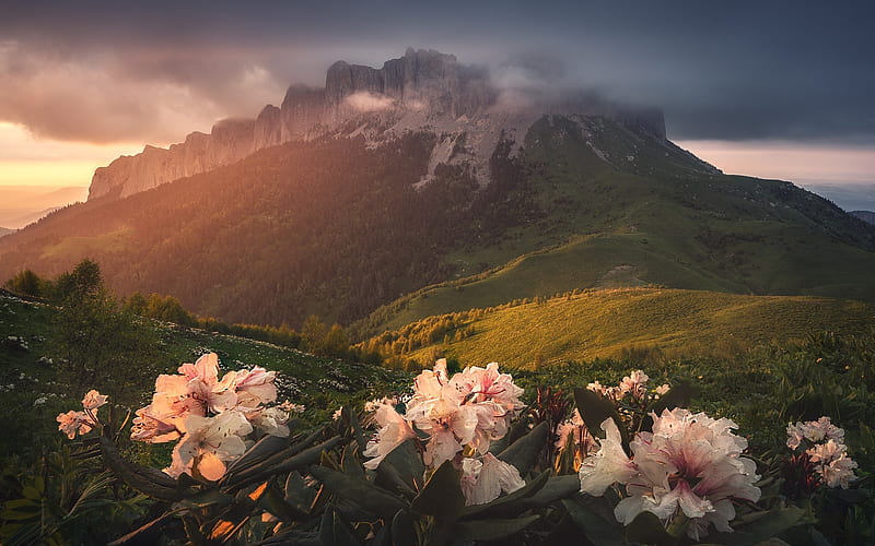sunset, mountain landscape, evening, forest, mountain flowers, HD wallpaper