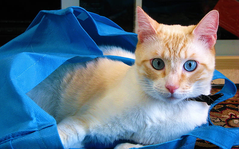in the shopping bag to play cat, HD wallpaper