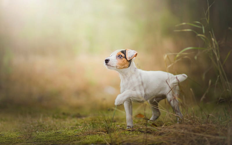 Jack Russell Terrier, small white dog, pets, forest, walk, dogs, HD wallpaper