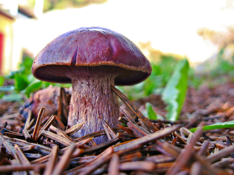 short red mushroom, mushroom, forest, fungi, macro, HD wallpaper