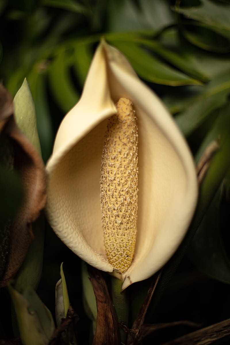 lily, flower, white, macro, closeup, HD phone wallpaper