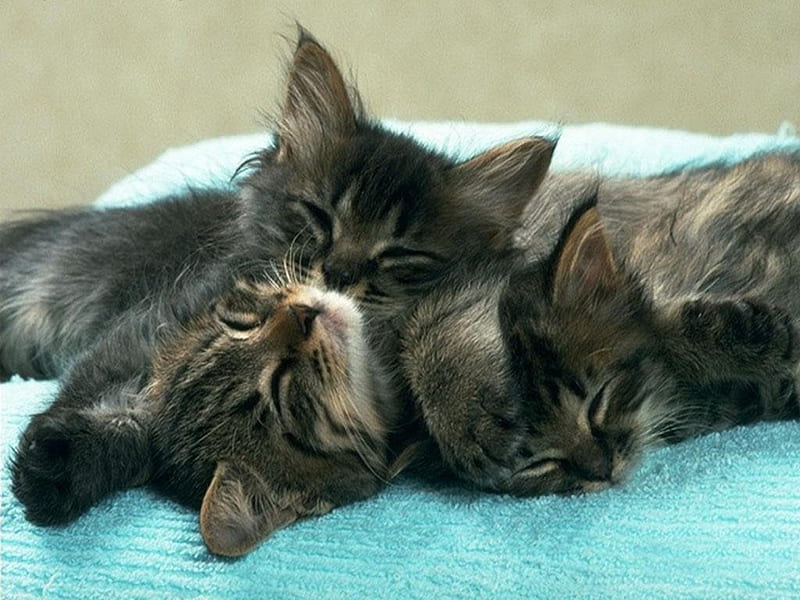 3 sweet kittens sleeping, sleep, cat, kitten, sweet, HD wallpaper | Peakpx