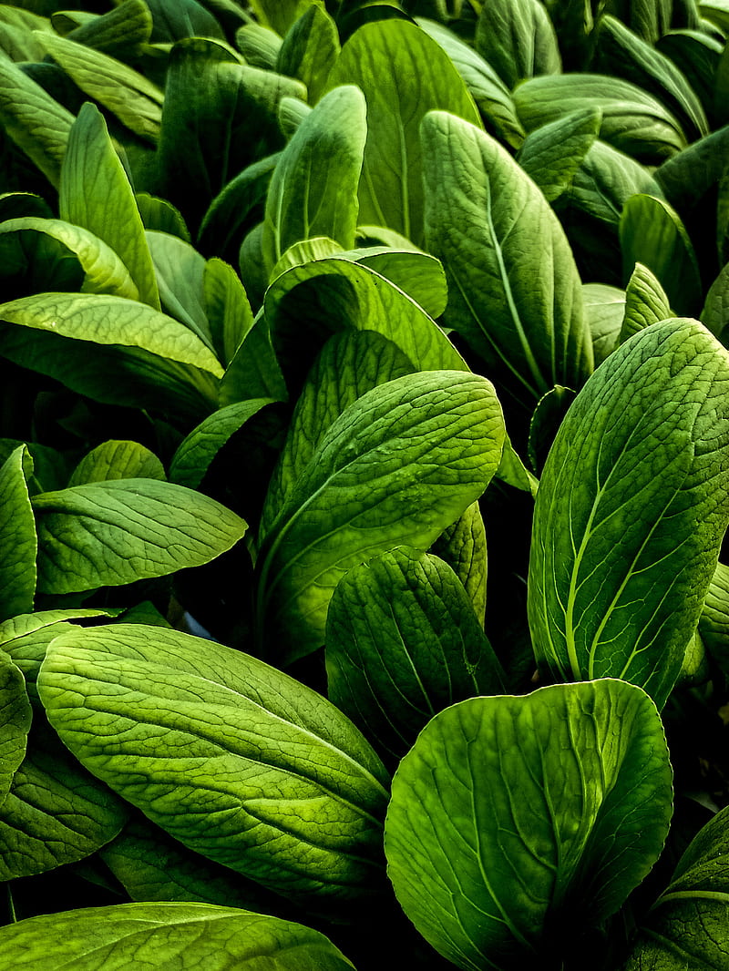 leaves, large, veins, green, HD phone wallpaper