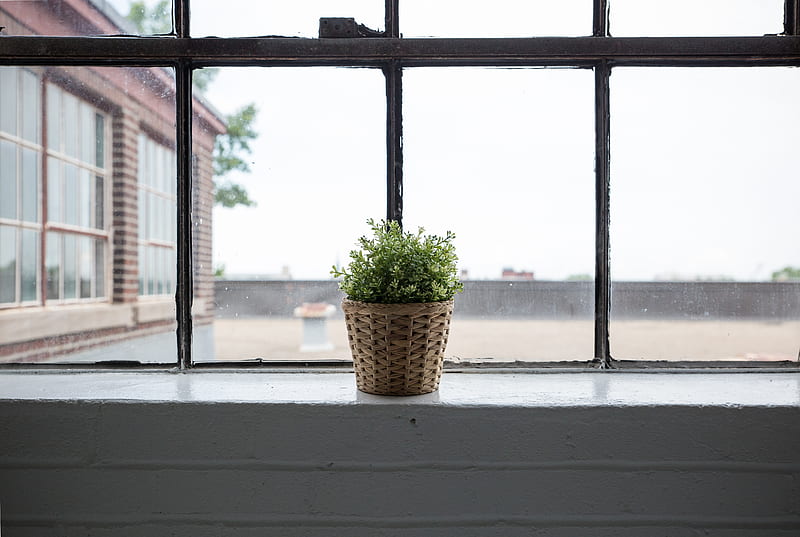 green leafed plant with brown wicker pot beside glass window, HD wallpaper
