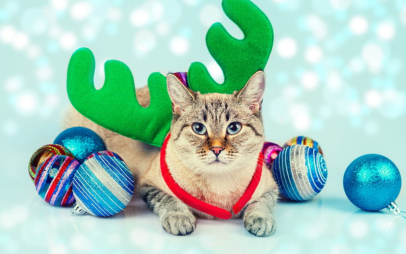 gray cat, New Year, cute animal, Christmas balls, deer antlers, HD wallpaper