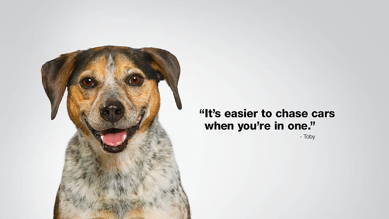 Funny dog, add, caine, commercial, funny, dog, animal, word, subaru, HD  wallpaper | Peakpx