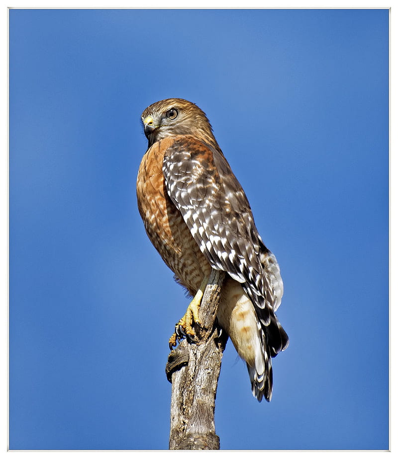 Red shouldered Hawk , eagles, birds, nature, wildlife, HD phone wallpaper