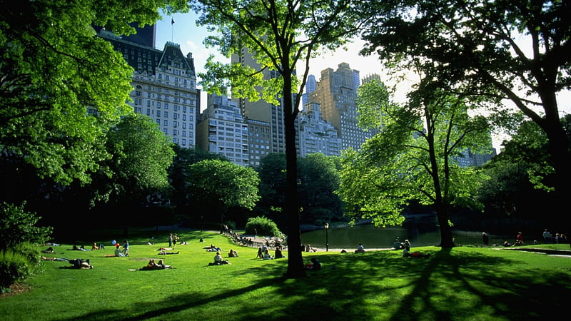 beautiful sunny day in central park nyc, city, grass, people, park, trees, HD wallpaper
