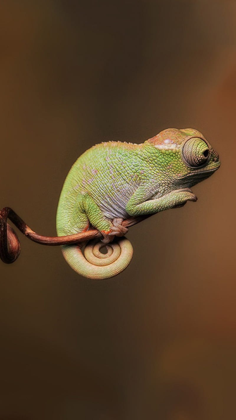 Calm Chameleon, animal, apple, colors, nature, nice, pet, HD phone wallpaper