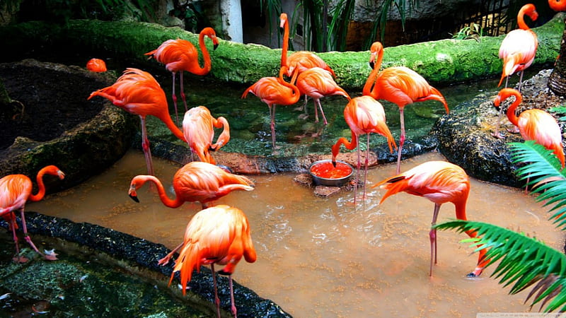 flamingo birds, flamingo, birds, water, wading, HD wallpaper
