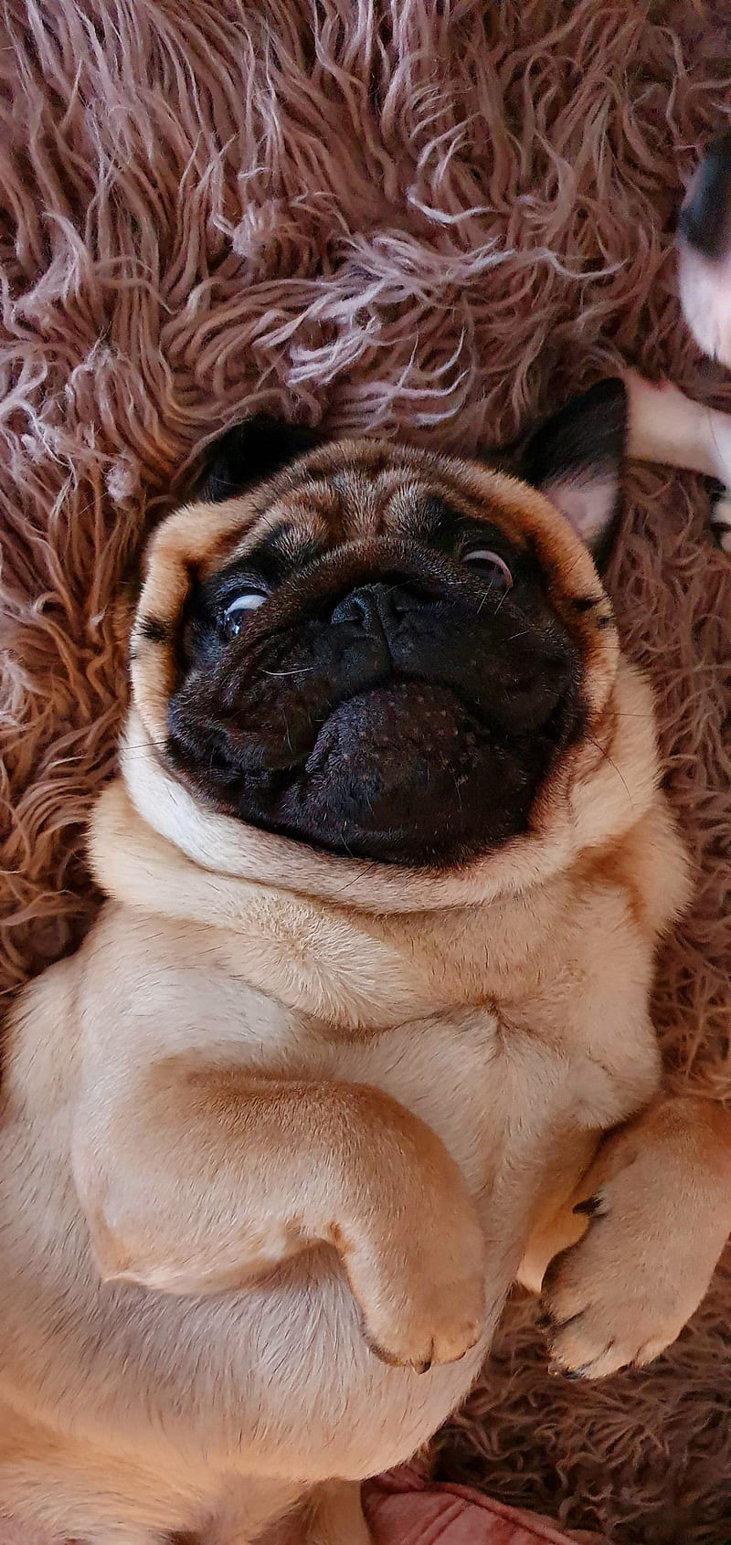 HD funny pug wallpapers | Peakpx