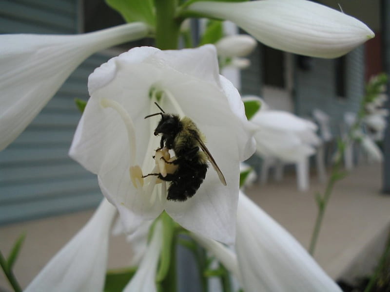 Hosta flower, inside, white, big, bumblebee, HD wallpaper