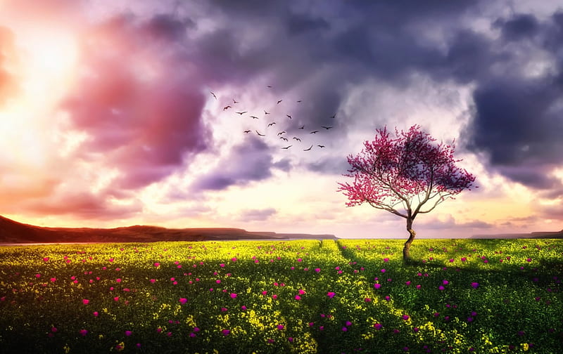 Sunset Over Flowers Field, lovely, birds, bonito, sunset, spring, trees, sky, clouds, meadows, blossom, flowers, hill, field, HD wallpaper