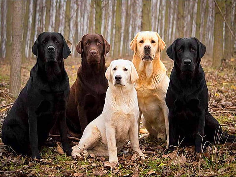 Labs, gold, brown, black, dogs, HD wallpaper