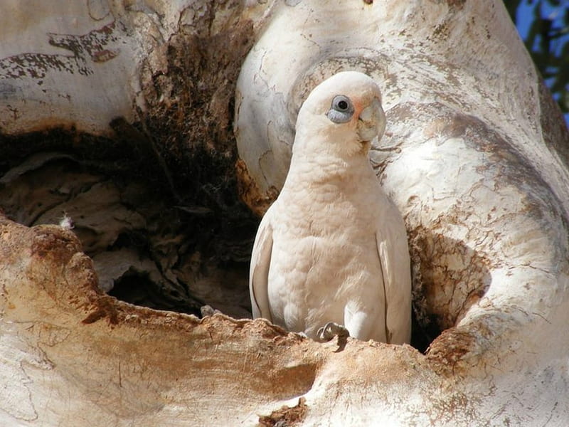 CORELLA, BIRD, NATURE, PRETTY, HD wallpaper | Peakpx