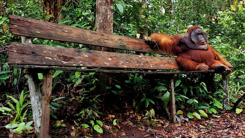 Orangutan on a Bench, Animal, Primate, Bench, Orangutan, Wildlife, HD wallpaper