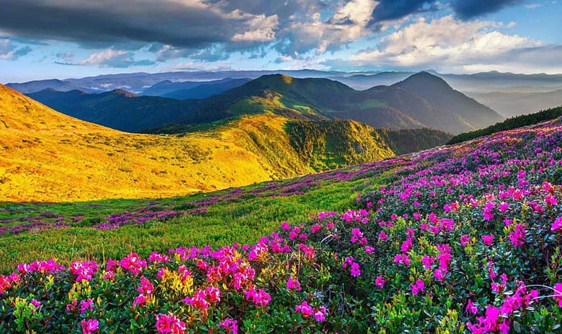 mountain, flowers, nature, pink, HD wallpaper