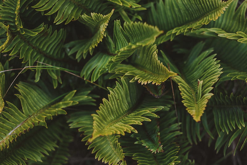 fern, green, macro, leaves, plant, HD wallpaper