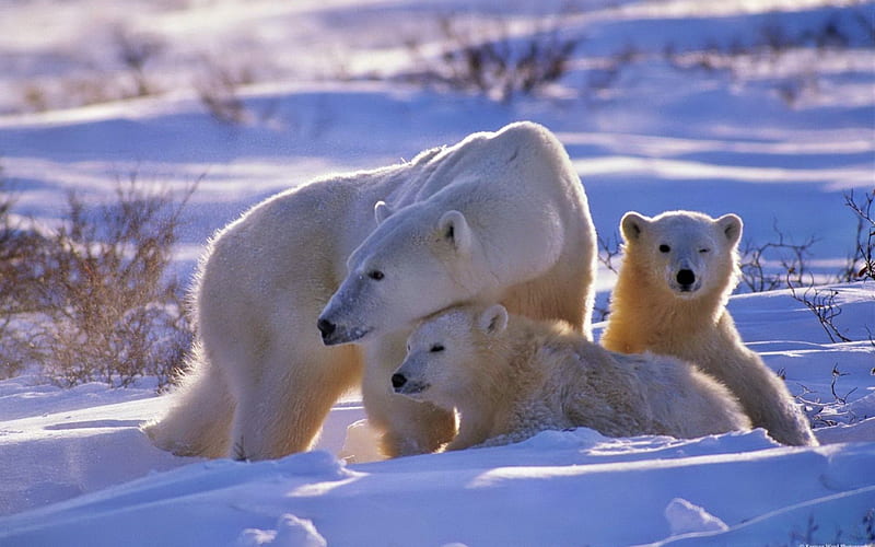 Polar Bears in the Snow, polar, bears, snow, animals, HD wallpaper | Peakpx