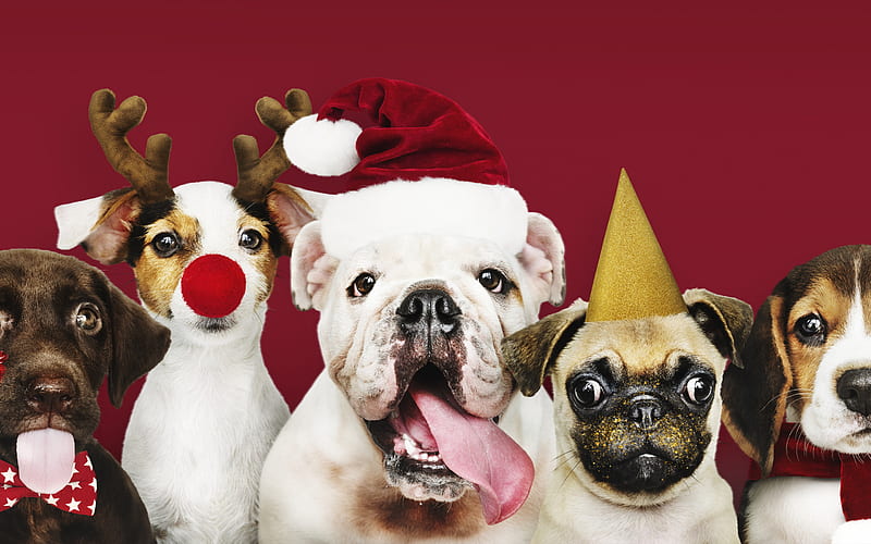 funny dogs, Christmas, New Year, bulldogs, french bulldog, english bulldog, pug, dogs, HD wallpaper