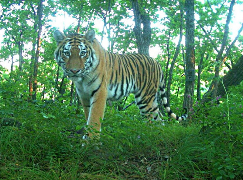 Siberian tiger, project, saves, Russia, woods, HD wallpaper