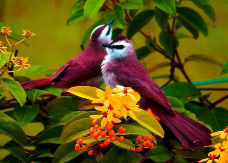 Rare Birds Purple Martin, Color, bonito, Rare, Animals, Birds, HD wallpaper  | Peakpx