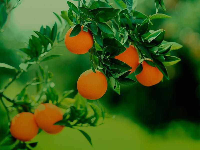 Orange tree, oranges, green, graphy, health, fruit, trees, nature, HD wallpaper