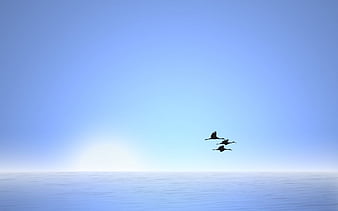 Một đàn chim bay lượn trên bầu trời xanh thì chắc chắn sẽ làm bạn cảm thấy thư thái và tươi vui. Bạn có thể nhìn thấy chúng múa may trên không trung cùng những tia nắng vàng óng ánh chiếu xuống. 