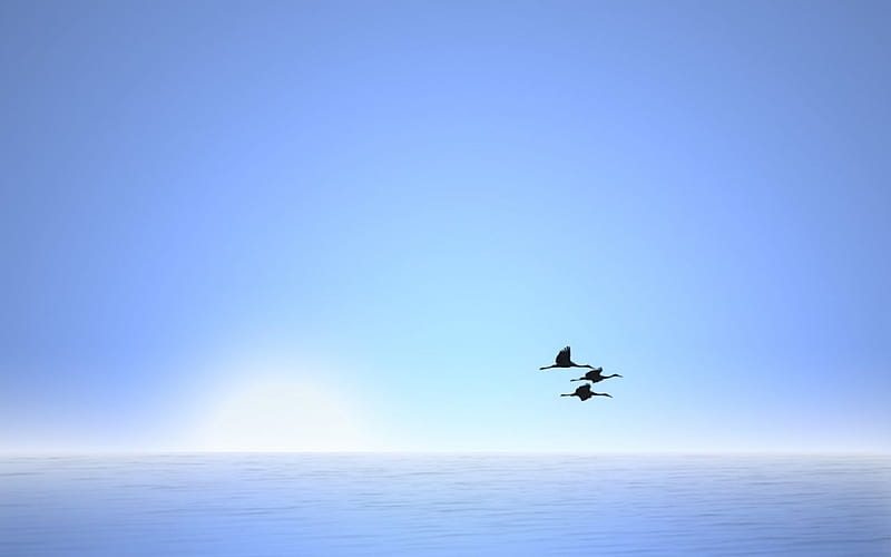 sky flight , birds, sky, HD wallpaper