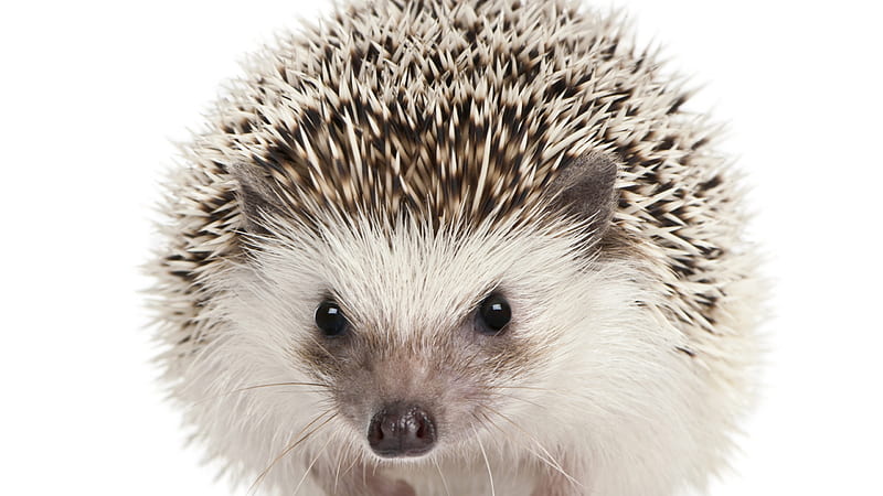 White hedgehog, cute, white, hedgehog, animal, arici, HD wallpaper