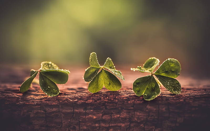 Clover, green leaves, macro, tree, ecology concept, HD wallpaper