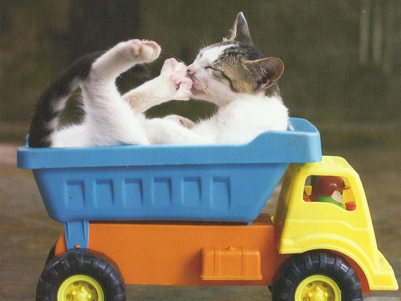Cat, cute, paws, feline, toy truck, HD wallpaper