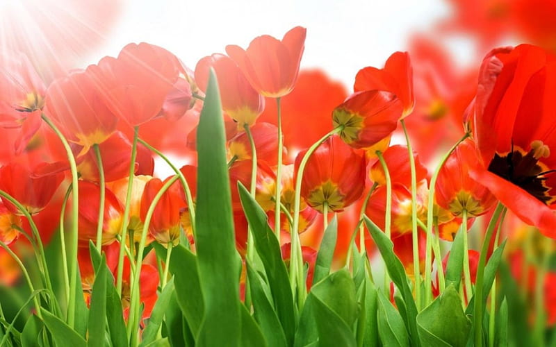 Field of Poppies, pretty, orange, poppies, flowers, nature, field, HD wallpaper