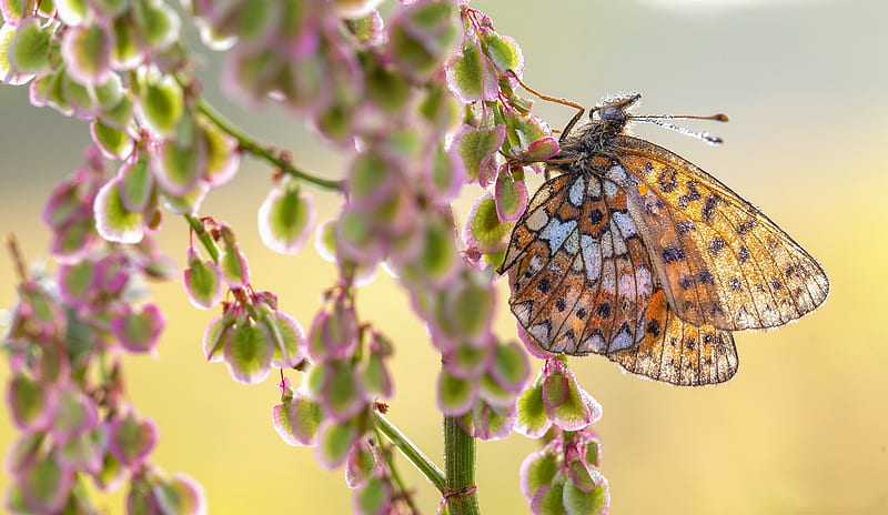 Animal, Butterfly, Flower, Insect, Macro, HD wallpaper