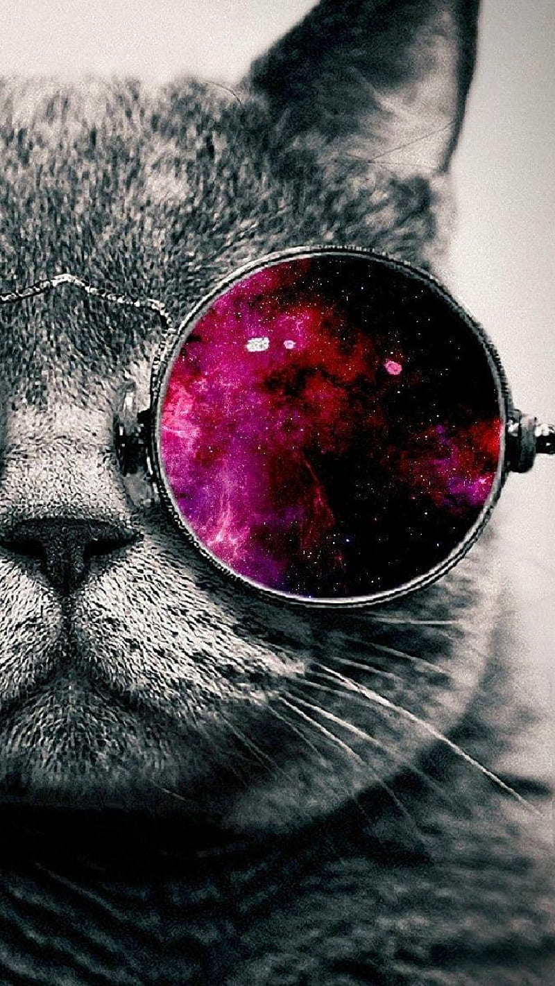 Whats up pussycat, kitty, cat, feline, purple, glasses, funny, cute, summer, classic, HD phone wallpaper