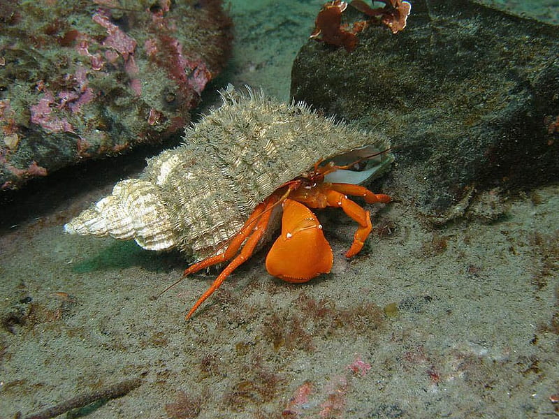 Hermit Crab, HD wallpaper
