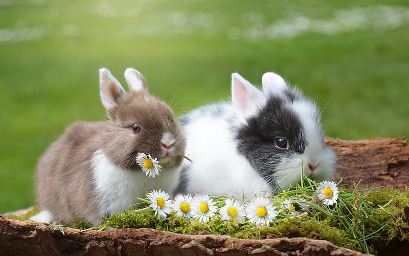 cute animals, rabbits, grass, chamomile, HD wallpaper