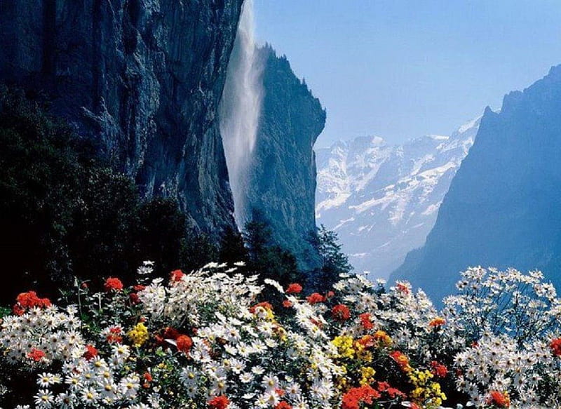 JUNGFRAU MOUNTAIN RANGE, SWITZERLAND, FIELD, MOUNTAIN, FLOWERS, BEAUTIFUL, HD wallpaper
